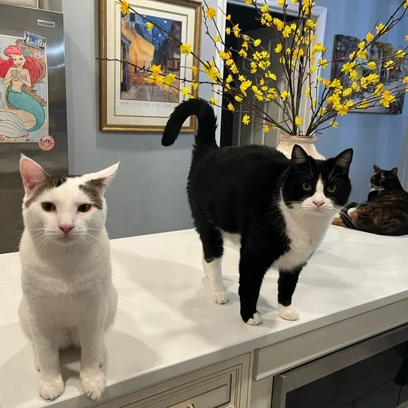 Luxury Designer Bags, Jewelry and Shoes show! - Picture 16 of 16